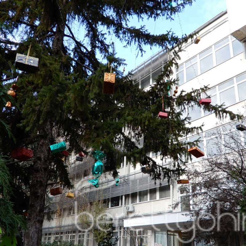 Fenyődíszítés a kórházban 31